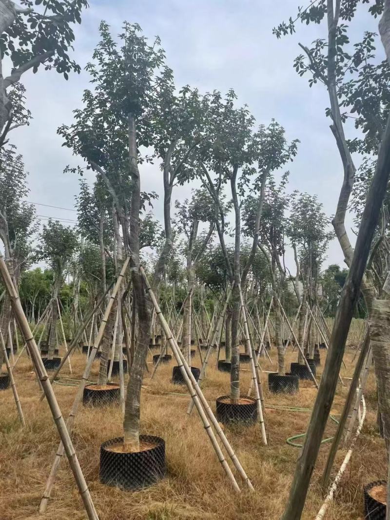 大量出售各种规格的黄花风铃木有须联系我价格优惠质