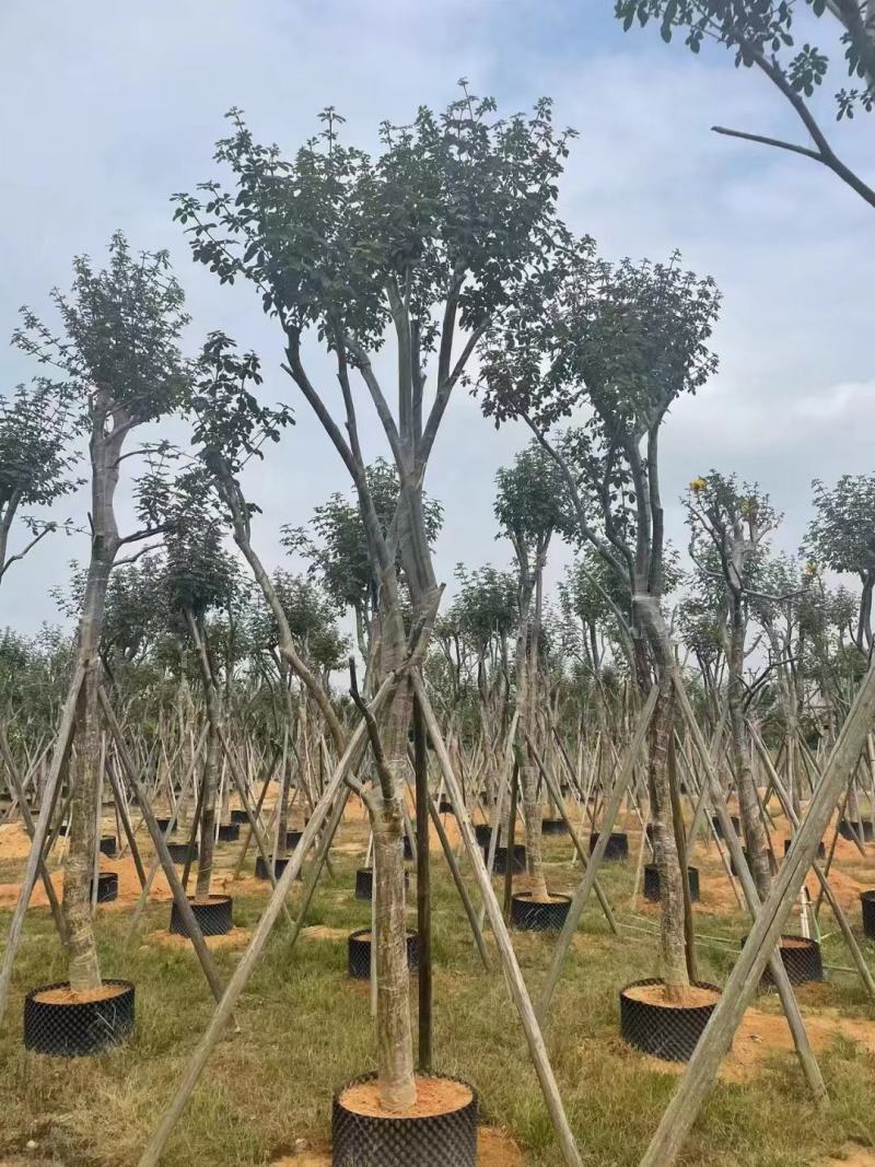 大量出售各种规格的黄花风铃木有须联系我价格优惠质