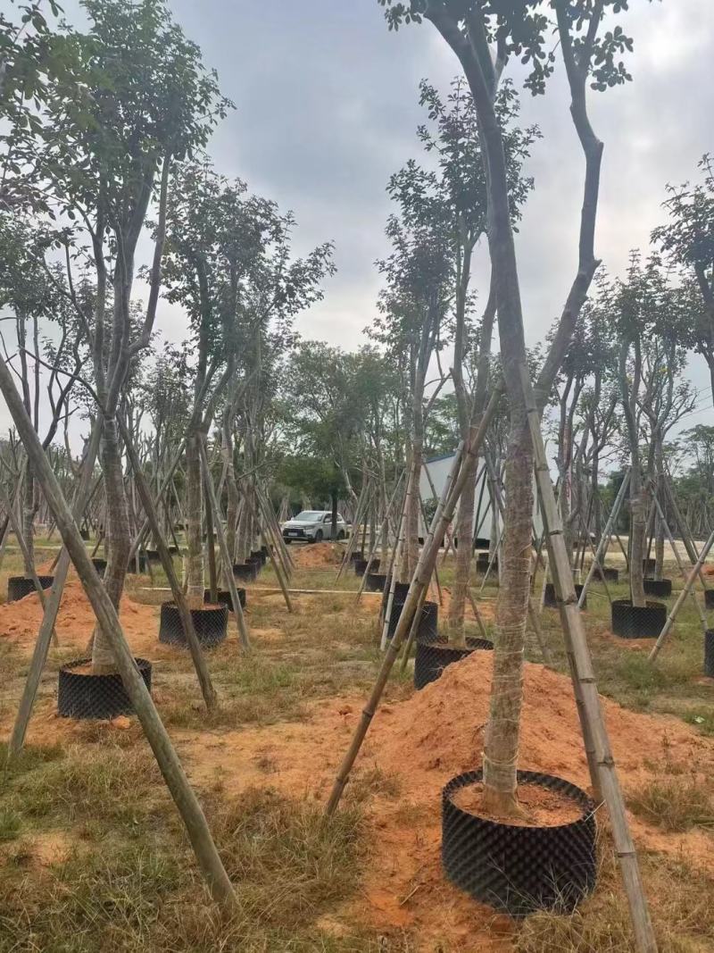 大量出售各种规格的黄花风铃木有须联系我价格优惠质
