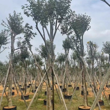 大量出售各种规格的黄花风铃木有须联系我价格优惠质
