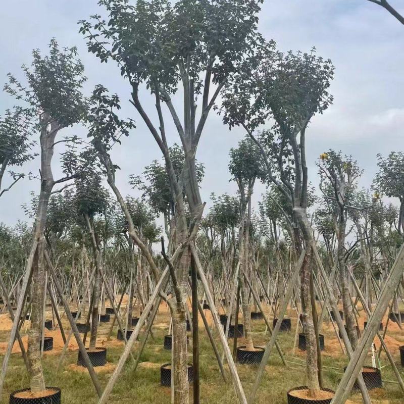 大量出售各种规格的黄花风铃木有须联系我价格优惠质