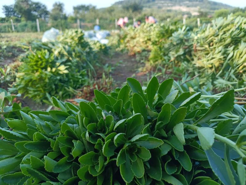 费菜养心菜，高钙菜长寿菜，基地批发，10万斤