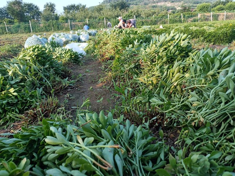 费菜养心菜，高钙菜长寿菜，基地批发，10万斤