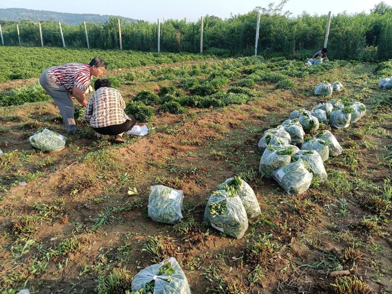 费菜养心菜，高钙菜长寿菜，基地批发，10万斤