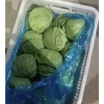包菜