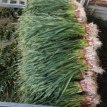 甘蓝，白菜，蒜苗