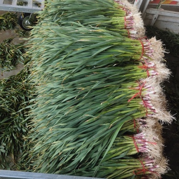 甘蓝，白菜，蒜苗