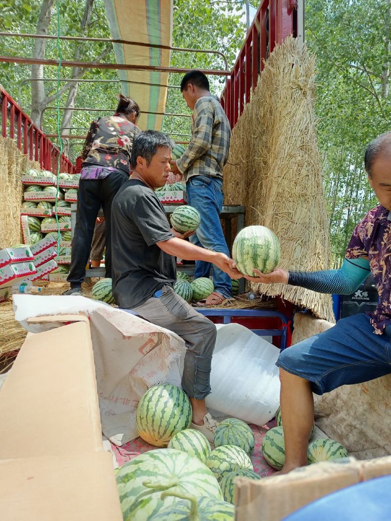 周口市太康县【精品美都西瓜】大量上市，产地直销