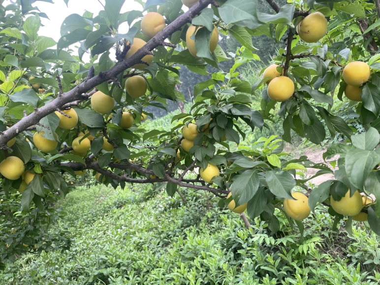 成熟的杏梅树挂满果实