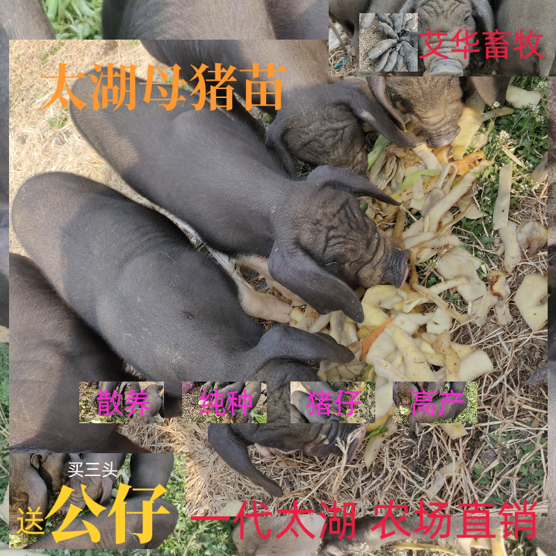 纯原种太湖公猪母猪一代太湖母猪纯散养高产母猪公猪