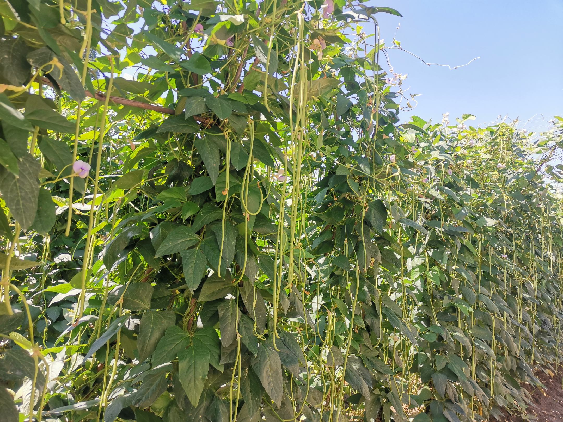 绿丰一号豆角成熟采收场景