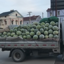 精品白皮冬瓜
