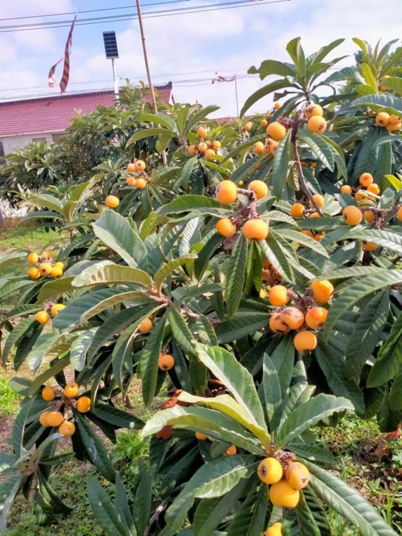 已有琵琶的果树，当年移植就有果还有甜脆柿子