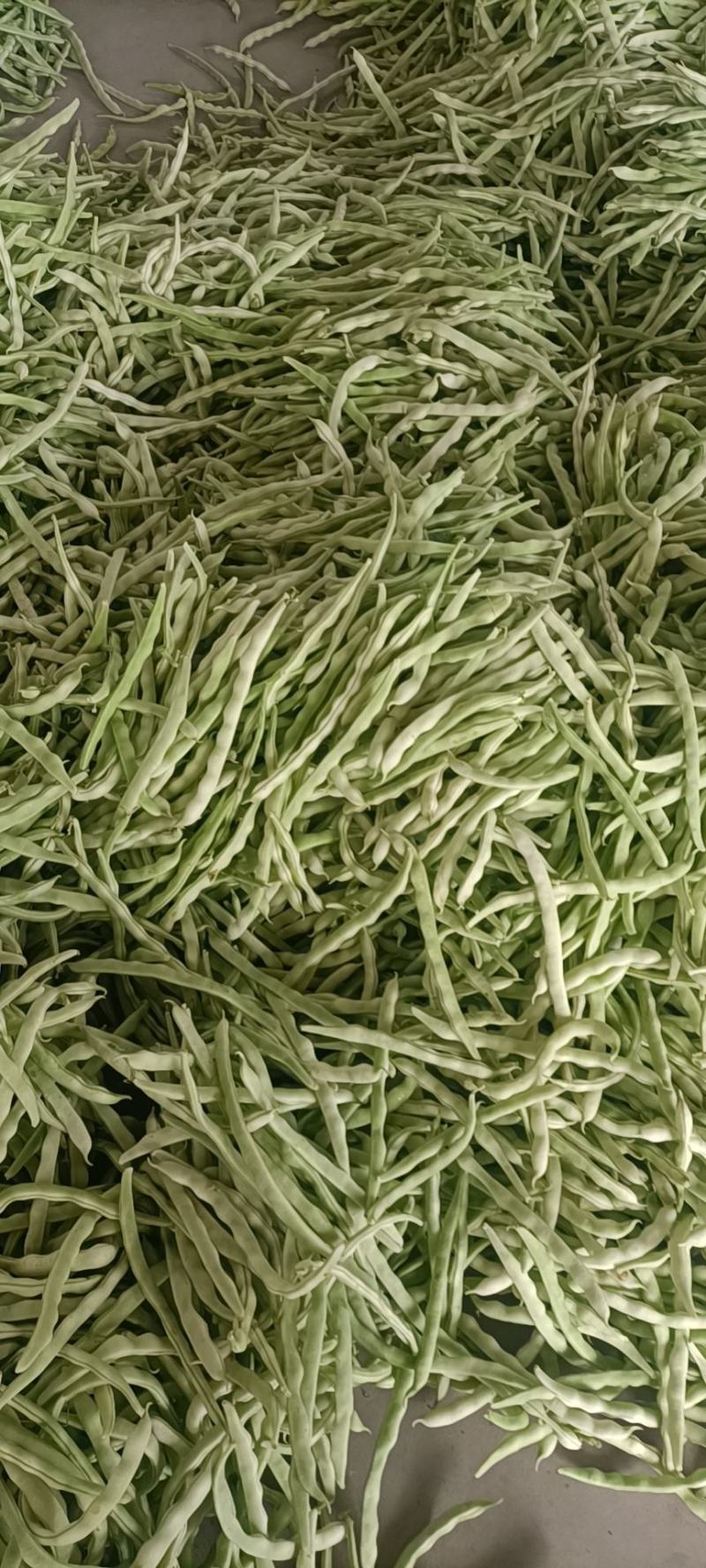 山西应县各种豆角牛角开始上市