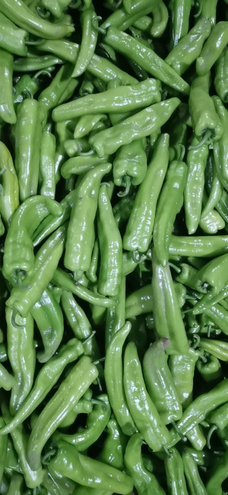 山西应县各种豆角牛角开始上市
