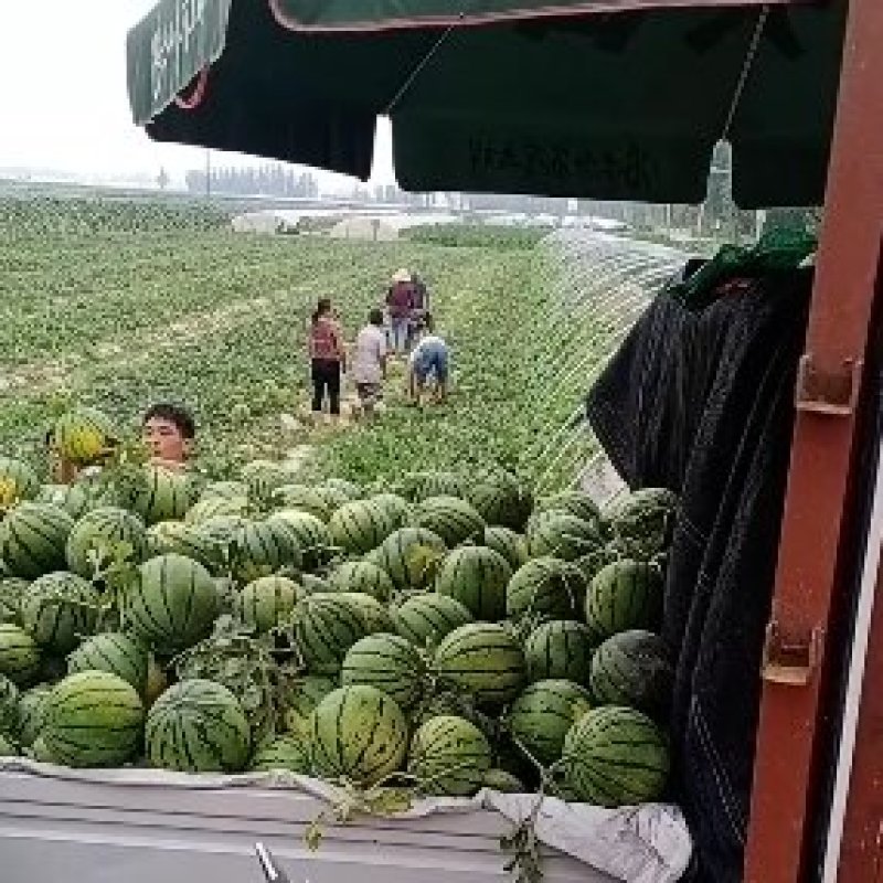 中牟县美都西瓜