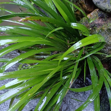 石菖蒲
