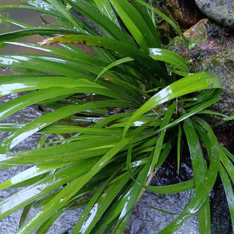 石菖蒲