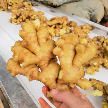 山东老姜种植基地。一手货源。没有差价。提供水洗。