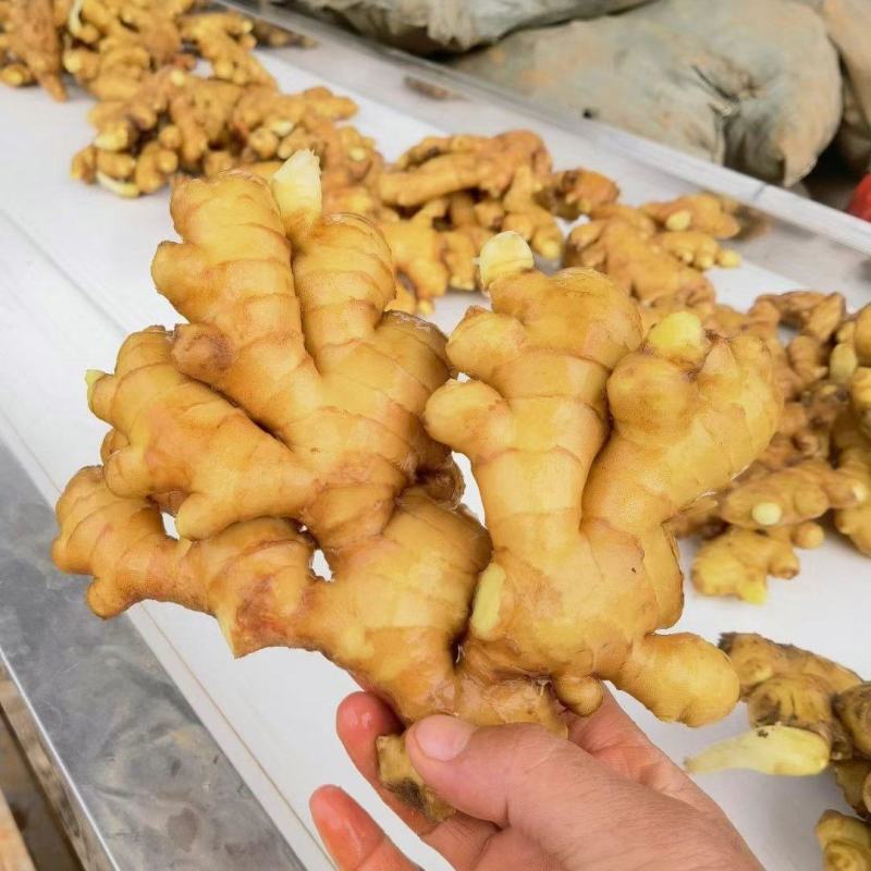 山东老姜种植基地。一手货源。没有差价。提供水洗。
