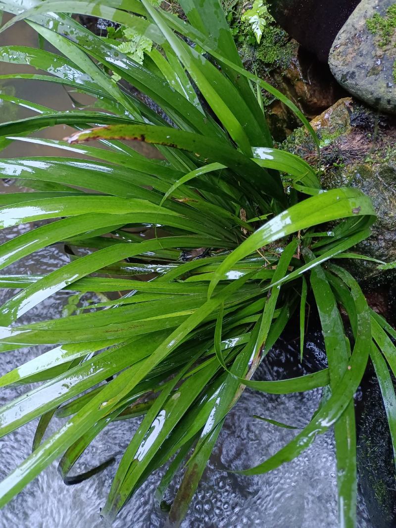 石菖蒲