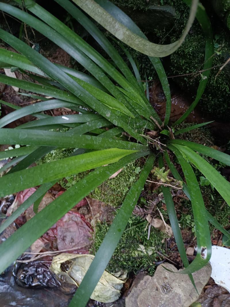 石菖蒲