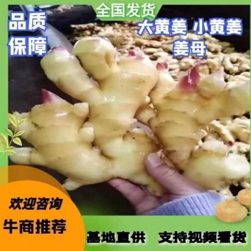 【耐储存】山东正宗小黄姜。种植面积大货源稳定长期供货