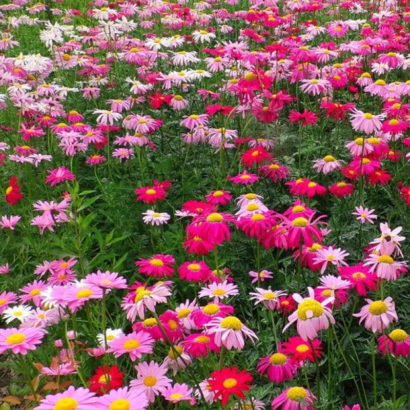 除虫菊花种子，景观绿化花卉种子，除虫菊种子草花卉种子批发