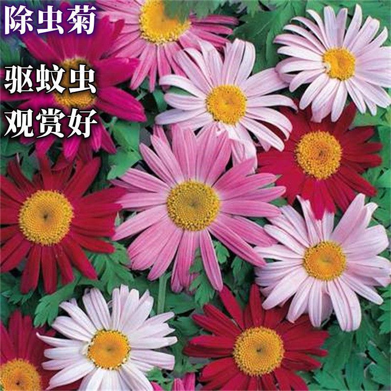 除虫菊花种子，景观绿化花卉种子，除虫菊种子草花卉种子批发