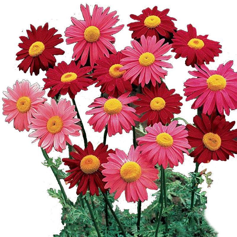 除虫菊花种子，景观绿化花卉种子，除虫菊种子草花卉种子批发