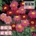 除虫菊花种子，景观绿化花卉种子，除虫菊种子草花卉种子批发