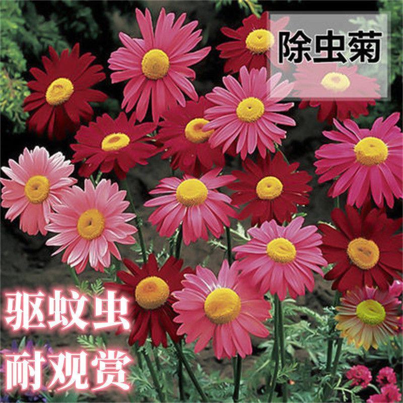 除虫菊花种子，景观绿化花卉种子，除虫菊种子草花卉种子批发