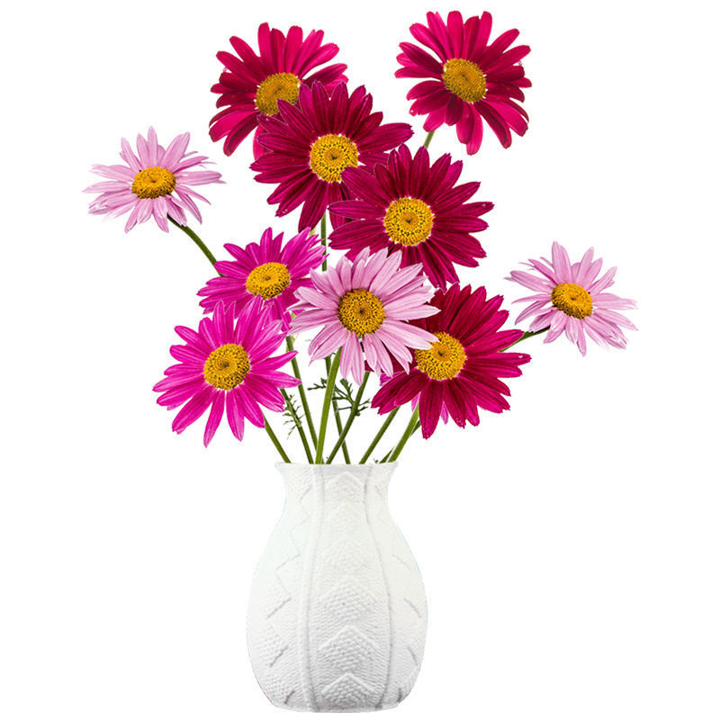 除虫菊花种子，景观绿化花卉种子，除虫菊种子草花卉种子批发