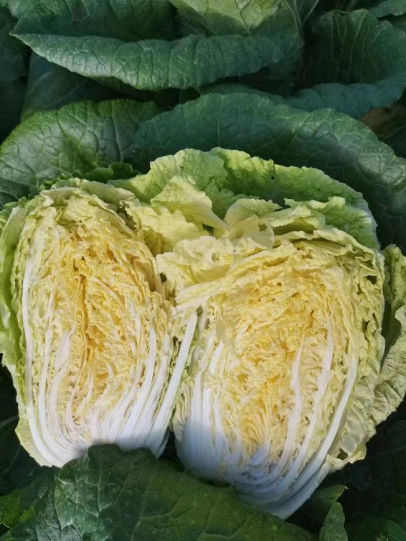 陕西优质大白菜，个头适中，颜色鲜艳。可打各种包装