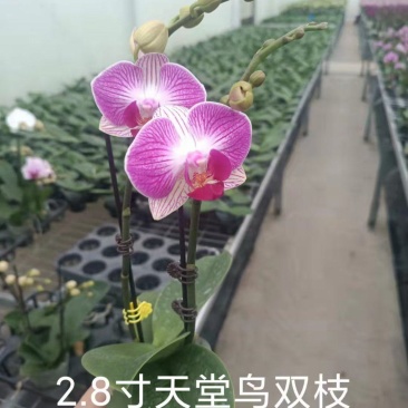 精品蝴蝶兰基地价格