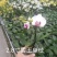 精品蝴蝶兰基地价格