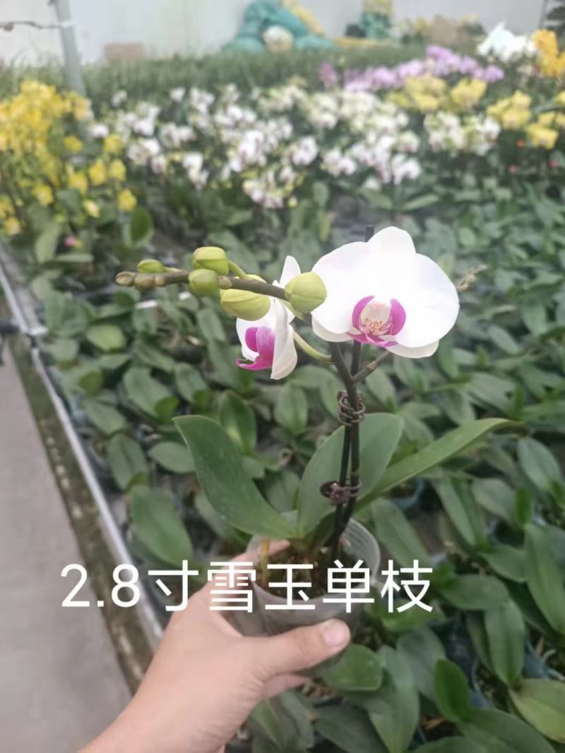精品蝴蝶兰基地价格