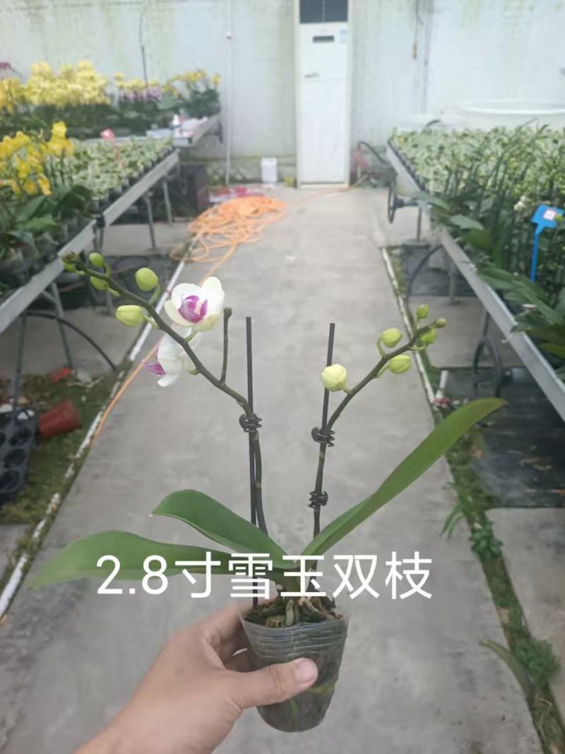 精品蝴蝶兰基地价格