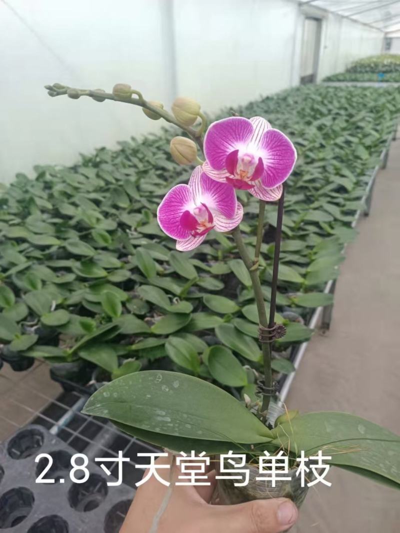 精品蝴蝶兰基地价格