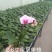 精品蝴蝶兰基地价格