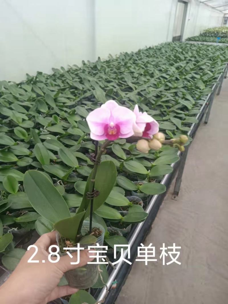 精品蝴蝶兰基地价格