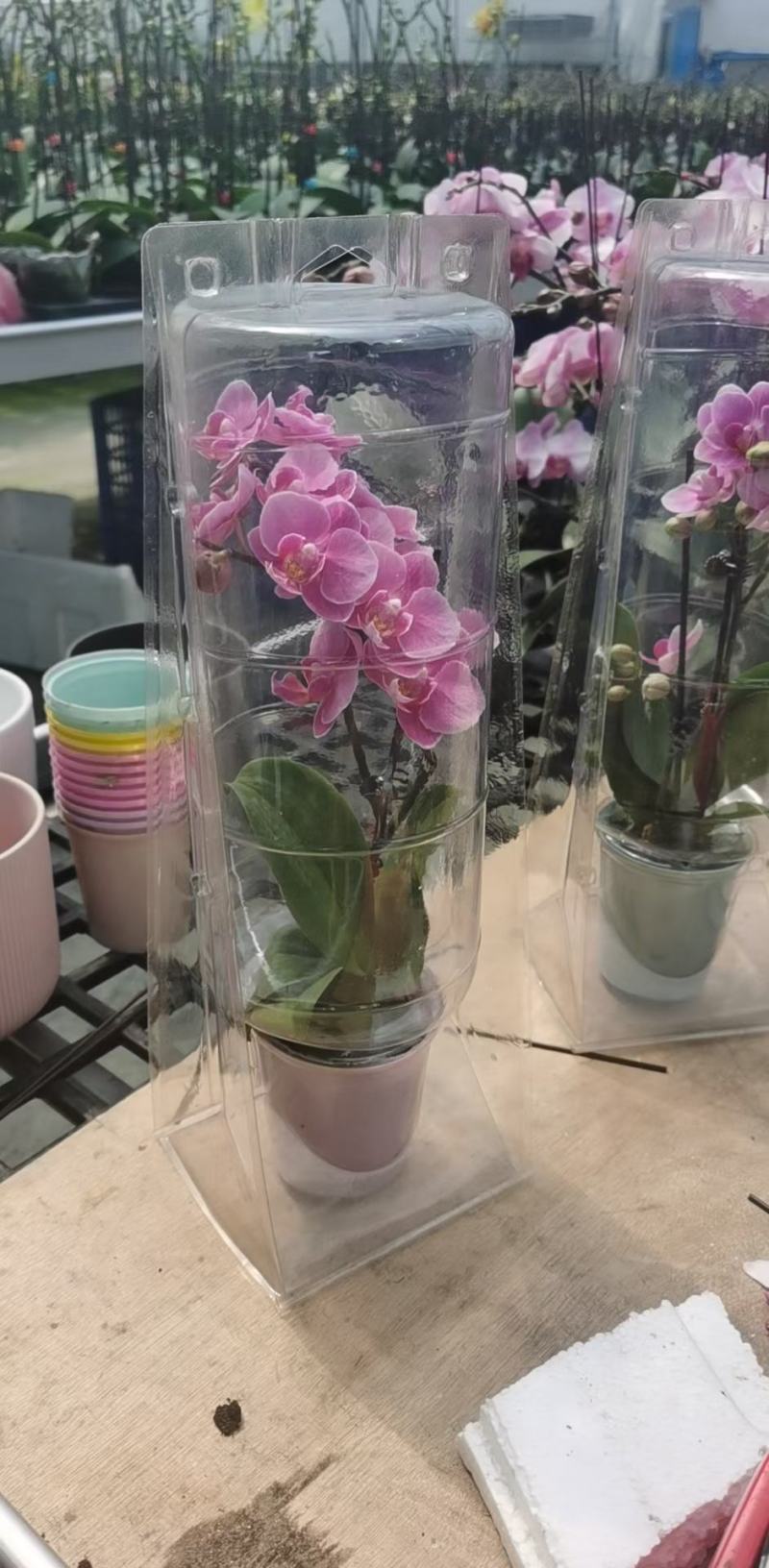 精品蝴蝶兰基地价格