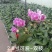 精品蝴蝶兰基地价格