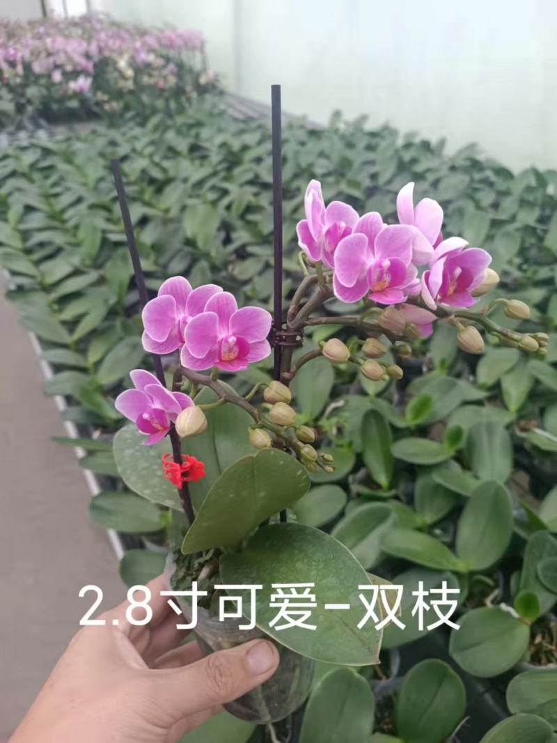 精品蝴蝶兰基地价格