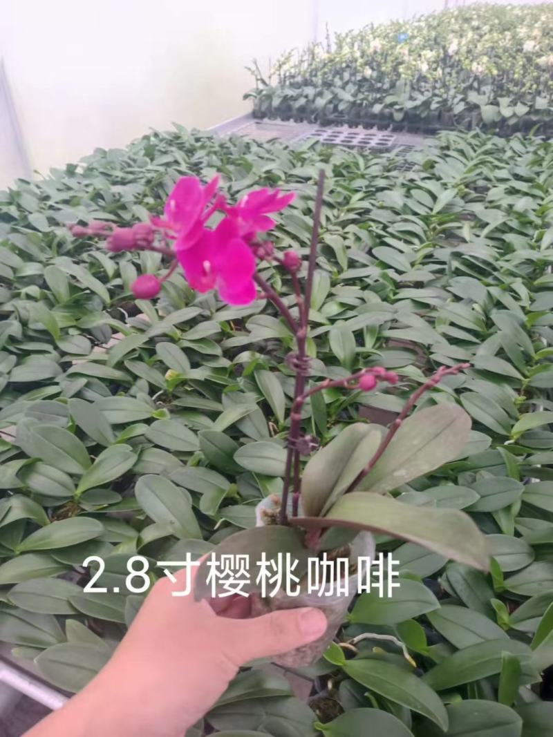 精品蝴蝶兰基地价格