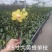 精品蝴蝶兰基地价格