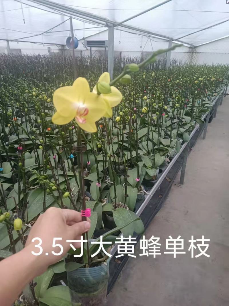 精品蝴蝶兰基地价格