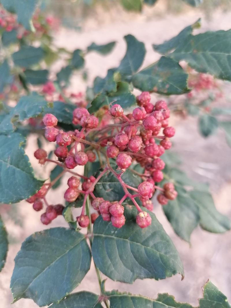梅花伏椒