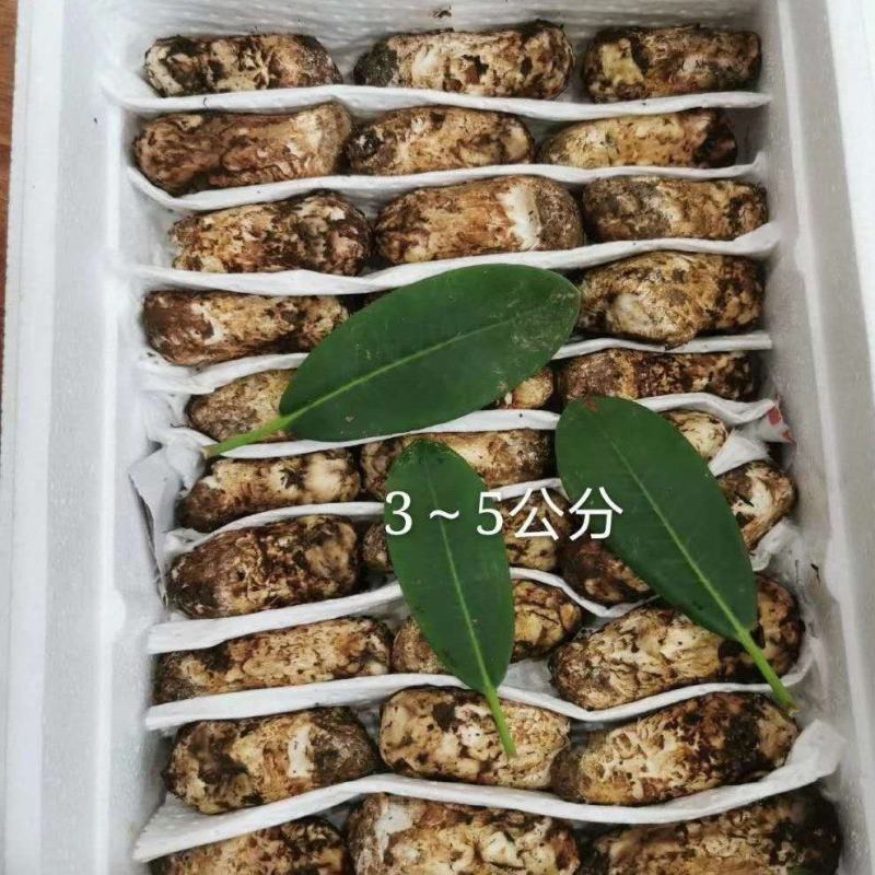 2024年源头松茸批发，产地直供，品质保证
