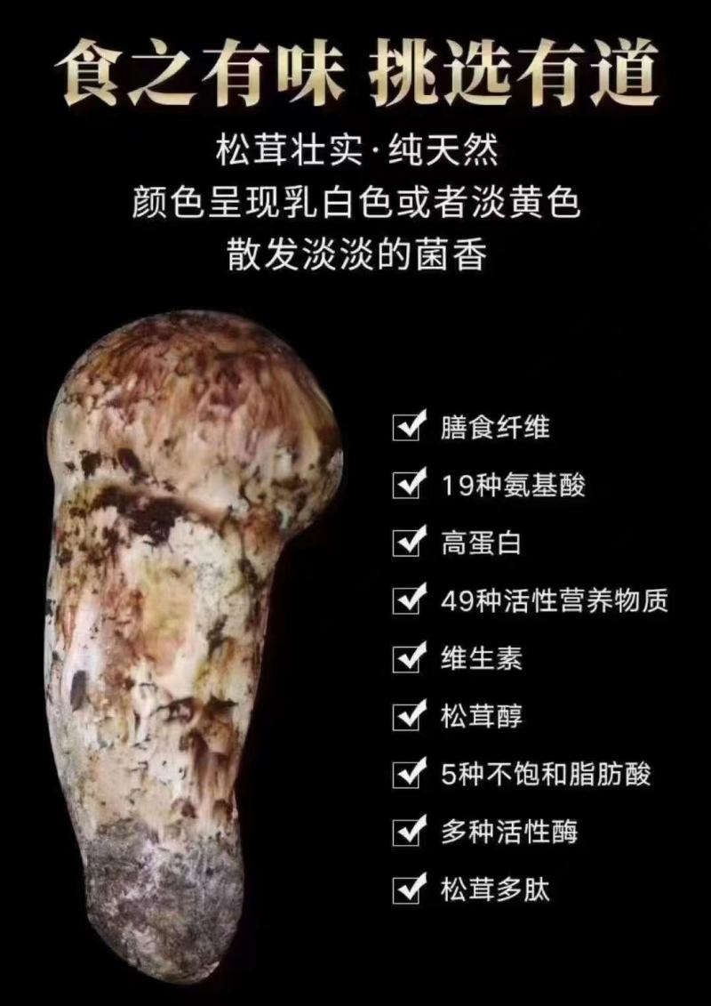 2024年源头松茸批发，产地直供，品质保证